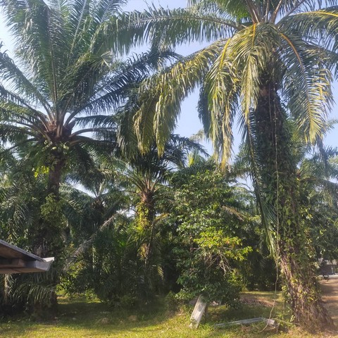 ขายที่ดินทำเลทองพร้อมบ้าน และสวนปาล์ม 1 ไร่ 1 งาน 96 ตารางวา ชุมพร