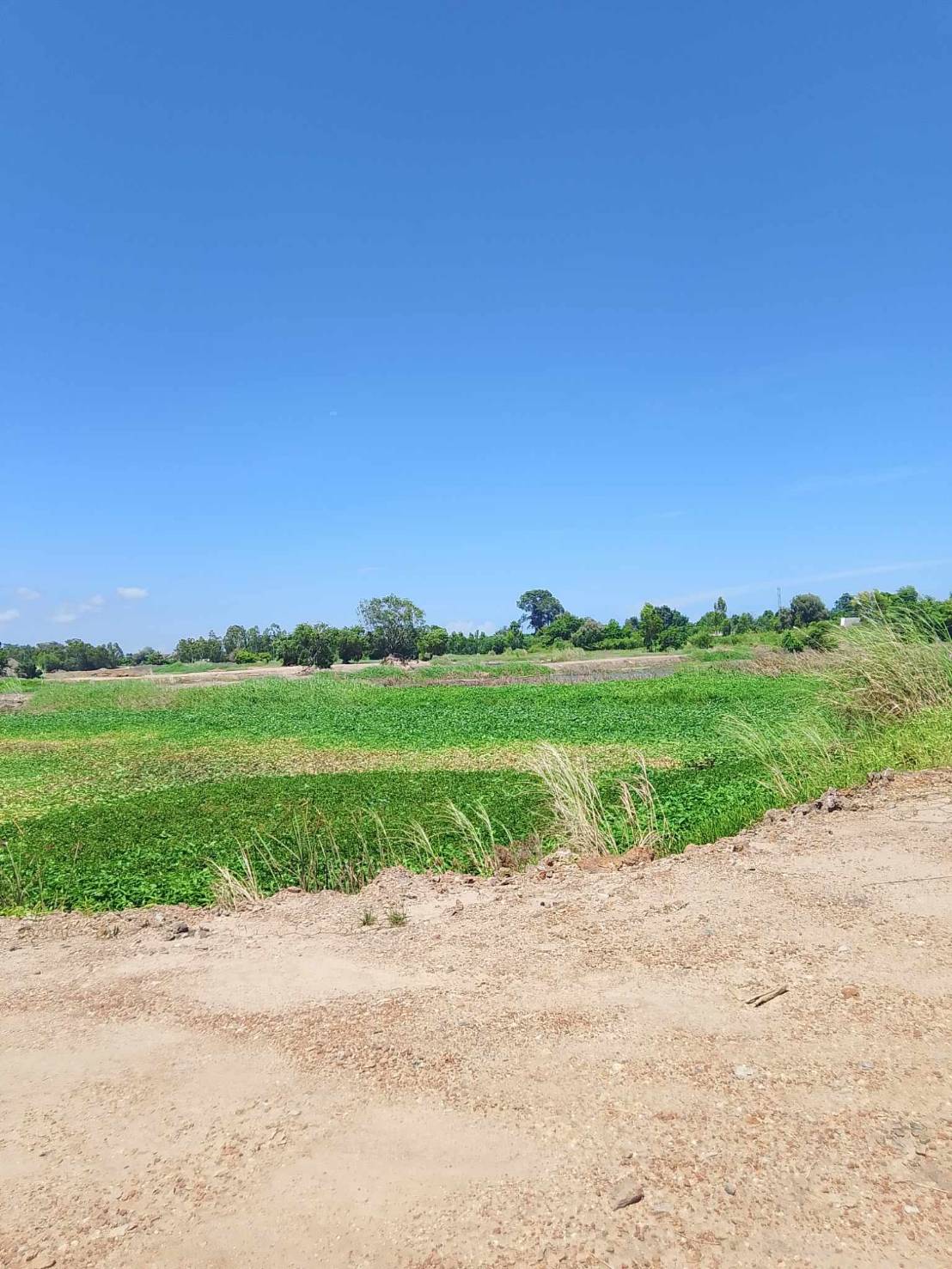 ขายที่ดินระยอง