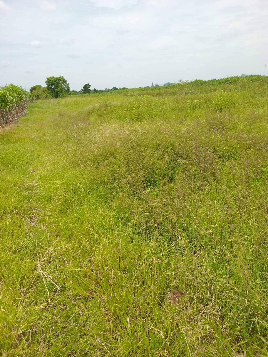 ขายที่ดินทำเลดี 5 ไร่  ตำบลธรรมเสน อำเภอโพธาราม จังหวัดราชบุรี