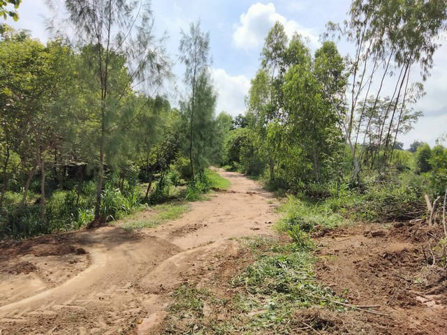 ขายที่ดิน จำนวน 11 ไร่ พร้อมต้นสักอายุ 15 ปี อ.พิชัย  จ.อุตรดิตถ์