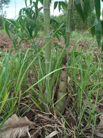 ขายที่ดินเขตเทศบาล สามารถแบ่งจ่ายได้  ต.น้ำสวย ( บ้านเพีย ) อ.เมือง จ.เลย 2 แปลง 