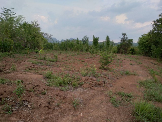 ขายที่ดินเขตเทศบาล สามารถแบ่งจ่ายได้  ต.น้ำสวย ( บ้านเพีย ) อ.เมือง จ.เลย 2 แปลง 