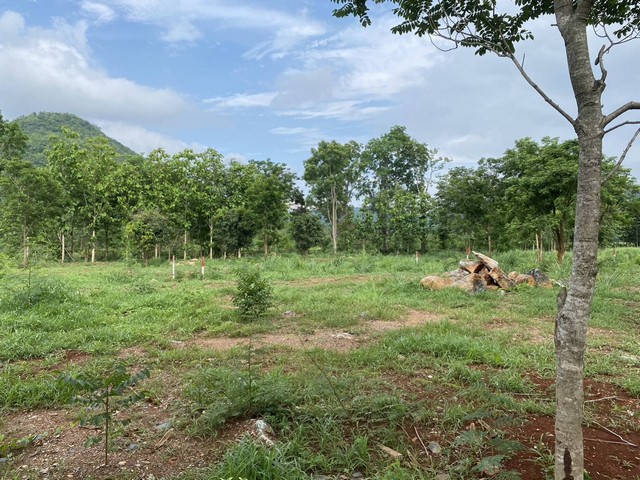 ขายที่ดิน 9 ไร่ 3 งาน 28 ตารางวา ตำบลหนองน้ำแดง อำเภอปากช่อง จังหวัดนครราชสีมา