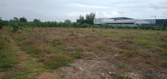 ขายที่ดิน 10ไร่ 2งาน 84 ตารางวา  จังหวัดกำแพงเพชร