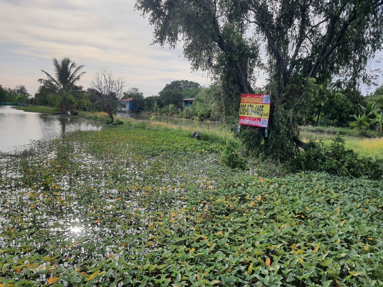 ขายด่วน ที่ดินติดคลองสิบ 3-1-52 ไร่ หน้าติดถนนคลองสิบ(ปท.3032) หลังติดคลอง อ.ลำลูกกา จ.ปทุมธานี