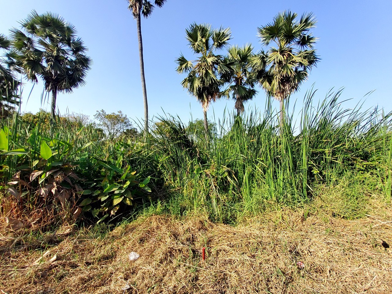 ขายราคาประเมิน ที่ดินเมืองปทุมธานี 123 ตารางวา เข้า-ออกสะดวกสบาย ซอยพูลศรี จ.ปทุมธานี