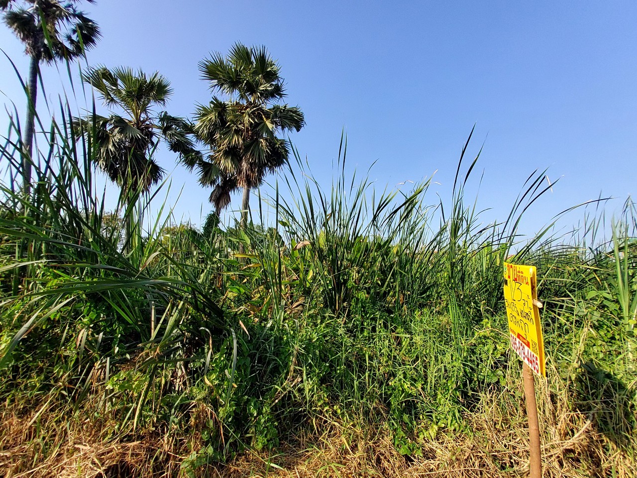 ขายราคาประเมิน ที่ดินเมืองปทุมธานี 123 ตารางวา เข้า-ออกสะดวกสบาย ซอยพูลศรี จ.ปทุมธานี