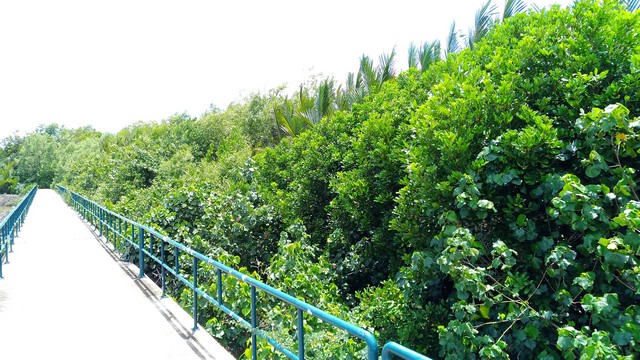 ขายที่ดิน 1 ไร่ 3 งาน ริมคลองสรรพสามิต (พิทยาลงกรณ์)  อำเภอพระสมุทรเจดีย์ สมุทรปราการ 