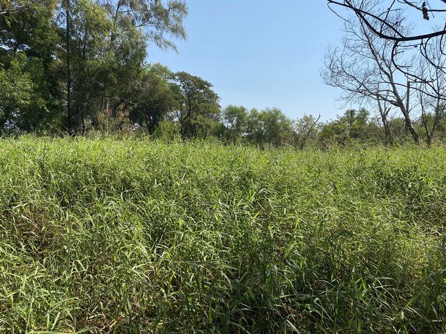 ขายที่ดินทำเลดี 1 งาน 75.8 ตารางวา ตำบลบางบ่อ อำเภอบางบ่อ จังหวัดสมุทรปราการ