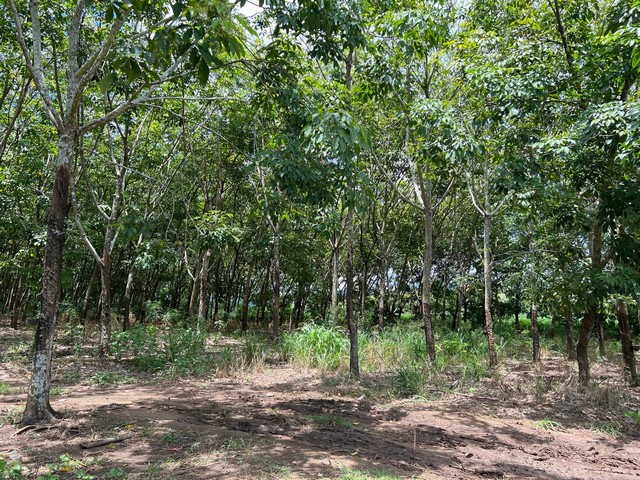 ขายที่ดิน10 ไร่  บ้านพุน้ำร้อน  ต.บ้านเก่า อ.เมือง จ.กาญจนบุรี 