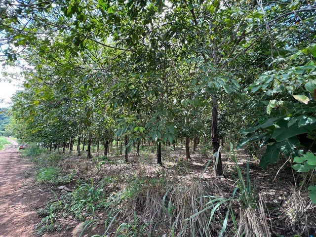 ขายที่ดิน10 ไร่  บ้านพุน้ำร้อน  ต.บ้านเก่า อ.เมือง จ.กาญจนบุรี 