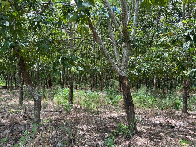 ขายที่ดิน10 ไร่  บ้านพุน้ำร้อน  ต.บ้านเก่า อ.เมือง จ.กาญจนบุรี 