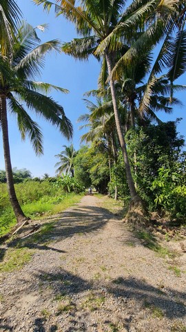  ขายที่ดิน 2 ไร่ 2 งาน 10 ตารางวา ต.ท่าวังตาล อ.สารภี จ.เชียงใหม่