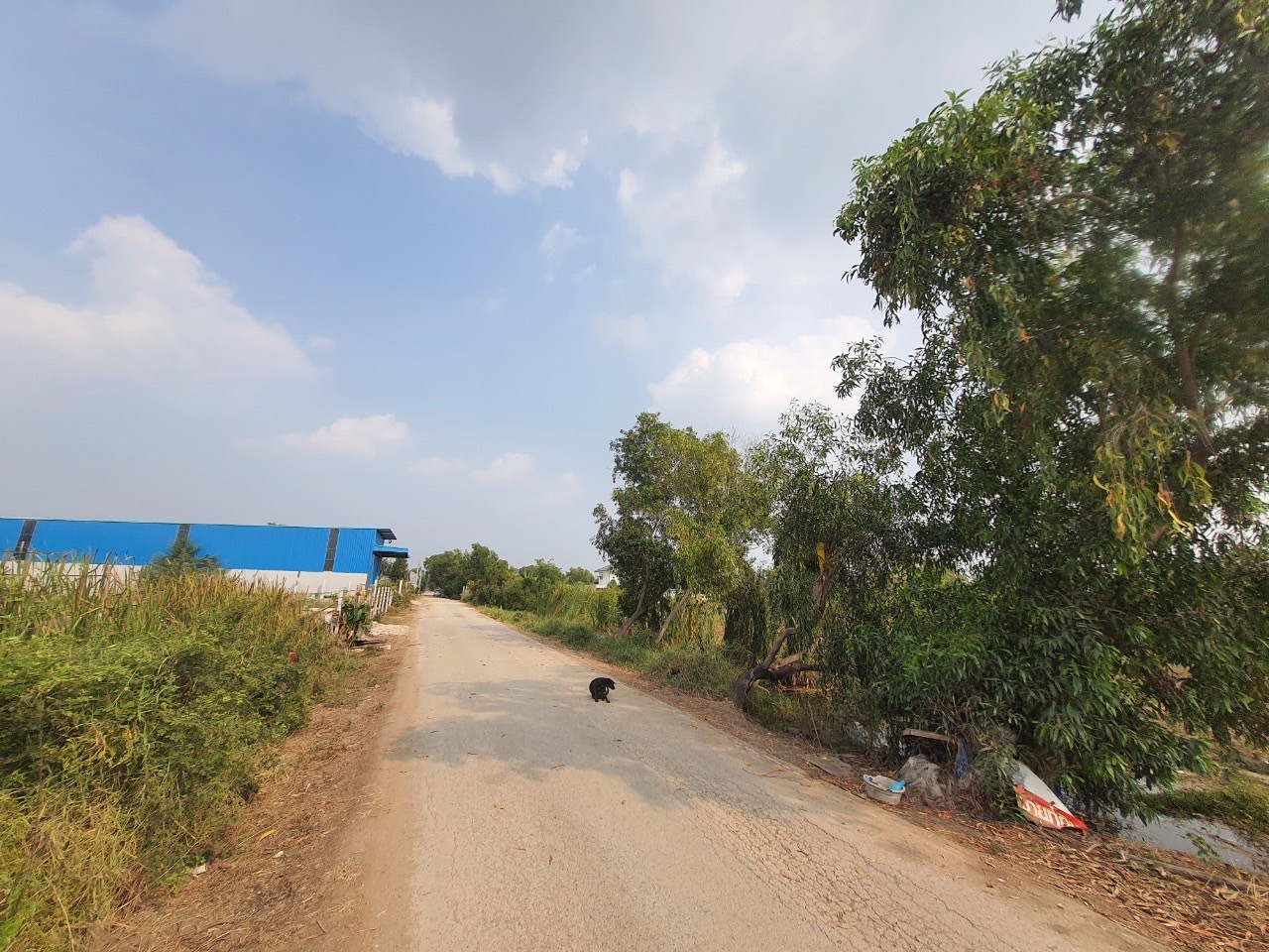 ขายถูก‼ ที่ดินคลองสอง 83 ตารางวา ติดถนนลาดยางสาธารณะ ซอย บงกช 38 อ.คลองหลวง จ.ปทุมธานี