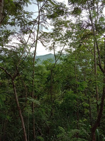 ขายที่ดิน ขนาดที่ดิน  6 ไร่ 3 งาน 24 ตารางวา เชียงใหม่