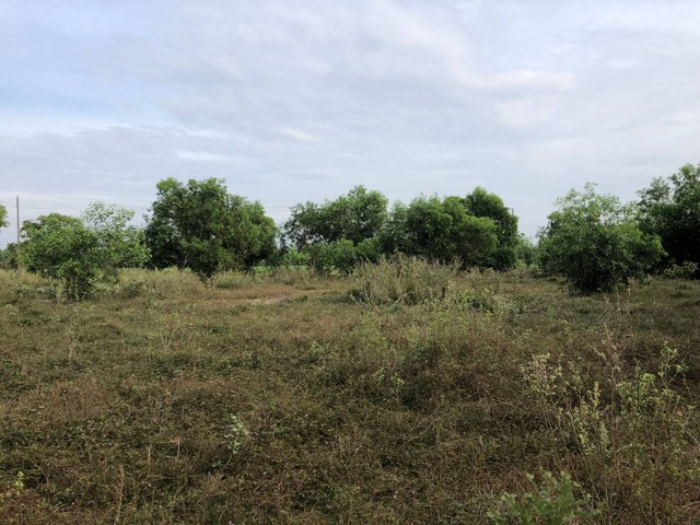 ขายที่ดินบางคล้า 2 แปลง หน้า-หลัง ติดกัน รวม 571 ตารางวา ทั้ง 2 แปลงมีถนนสาธารณะ  จังหวัดฉะเชิงเทรา