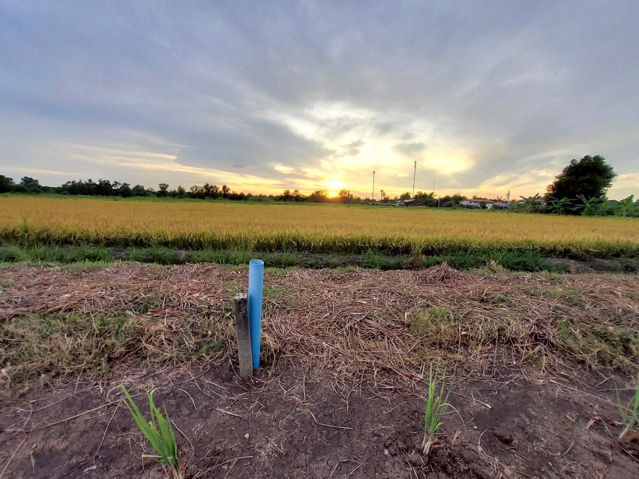 ขายด่วน ที่ดินติดถนนเลียบคลองห้า 368 ตารางวา ติดถนนคอนกรีตสาธารณะ  อ.คลองหลวง จ.ปทุมธานี