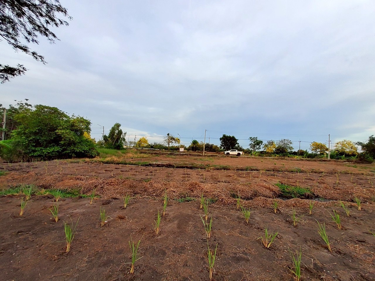 ขายด่วน ที่ดินติดถนนเลียบคลองห้า 368 ตารางวา ติดถนนคอนกรีตสาธารณะ  อ.คลองหลวง จ.ปทุมธานี