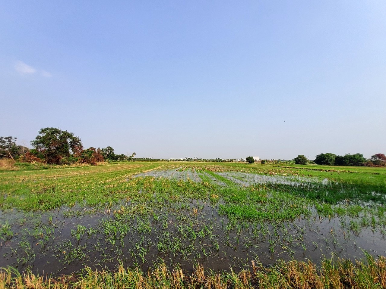 ขายด่วน ที่ดินบ้านปทุม 6 ไร่เศษ ติดถนนคอนกรีตสาธารณะ ซอยวัดบัวแก้ววราราม อ.สามโคก จ.ปทุมธานี