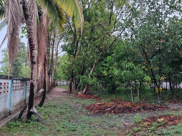 ขายที่ดินพร้อมสิ่งปลูกสร้าง บ้านเรือนไทย โฉนดที่ดิน ครุฑแดง อำนาจเจริญ 