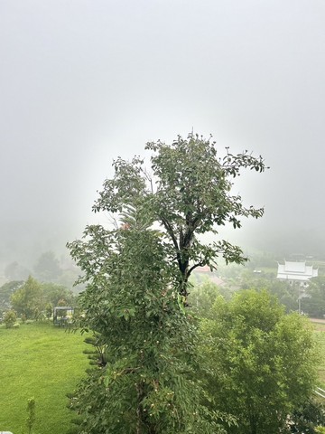 ที่ดินสวยวิวเขา ..หนึ่งเดียวบนเขาค้อ 