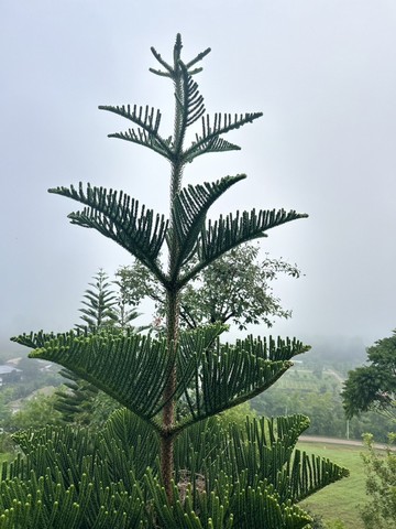 ที่ดินสวยวิวเขา ..หนึ่งเดียวบนเขาค้อ 