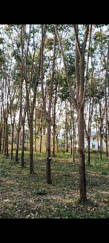 ขายที่สวนยางยกแปลง โฉนดครุฑแดง 5 ไร่ 30 ตารางวา ประจวบคีรีขันธ์