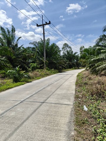 ขายที่ดิน  2 แปลง แปลงใหญ่เนื้อที่ 10 ไร่ 64 ตารางวา  สุราษฎร์ธานี