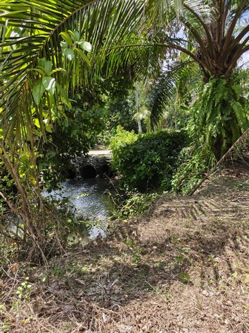 ขายที่ดิน  2 แปลง แปลงใหญ่เนื้อที่ 10 ไร่ 64 ตารางวา  สุราษฎร์ธานี