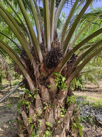 ขายที่ดิน  2 แปลง แปลงใหญ่เนื้อที่ 10 ไร่ 64 ตารางวา  สุราษฎร์ธานี