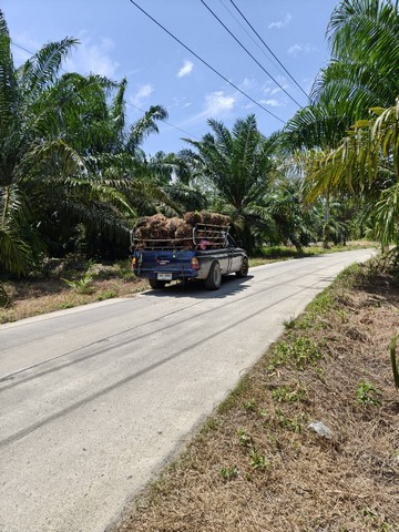 ขายที่ดิน  2 แปลง แปลงใหญ่เนื้อที่ 10 ไร่ 64 ตารางวา  สุราษฎร์ธานี