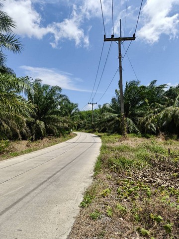 ขายที่ดิน  2 แปลง แปลงใหญ่เนื้อที่ 10 ไร่ 64 ตารางวา  สุราษฎร์ธานี