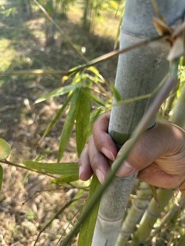  ขายที่ดินทำเลดี ที่ดินสวนไผ่ซางหม่นอายุ 5 ปี พร้อมที่พัก เจ้าของขายเอง สุพรรณบุรี 