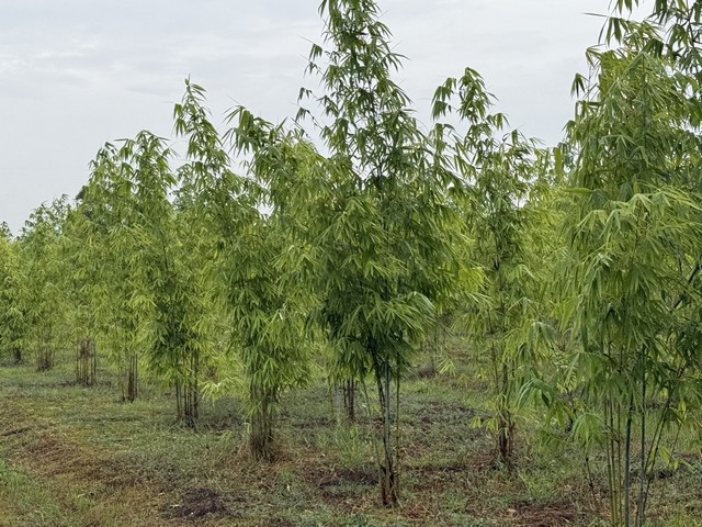 ขายที่ดินทำเลดี แปลงสวย ติดถนน 3 ด้าน พร้อมสวนไผ่ และ สวนป่า พร้อมบ้านพัก เจ้าของขายเอง ตำบลสระกระโจม อำเภอดอนเจดีย์  จังหวัดสุพรรณบุรี 