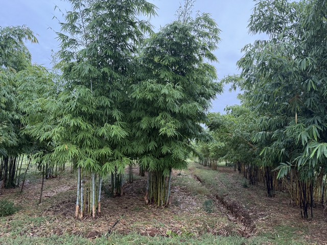 ขายที่ดินทำเลดี แปลงสวย ติดถนน 3 ด้าน พร้อมสวนไผ่ และ สวนป่า พร้อมบ้านพัก เจ้าของขายเอง ตำบลสระกระโจม อำเภอดอนเจดีย์  จังหวัดสุพรรณบุรี 