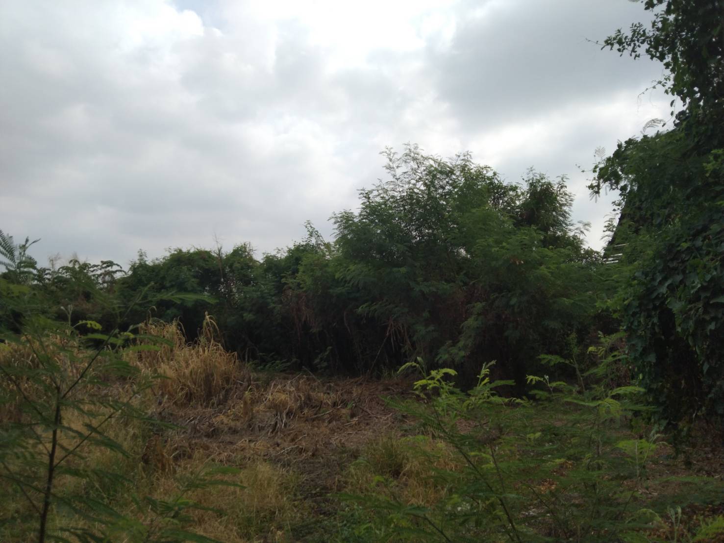  ขายที่ดินทำเลทอง  11ไร่ 3 งาน 28 ตารางวา ตำบลบางรักใหญ่ อำเภอบางบัวทอง จังหวัดนนทบุรี 