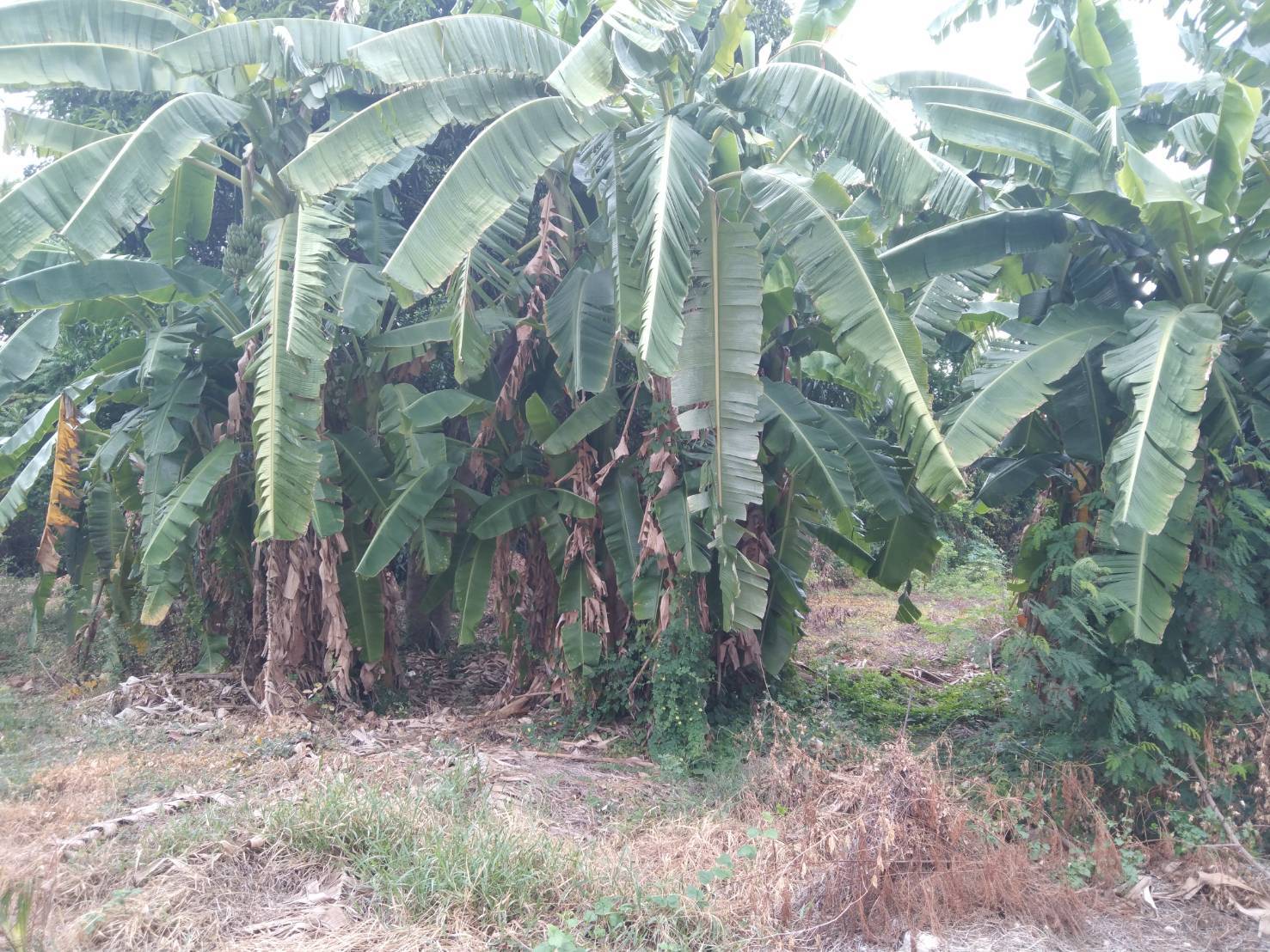  ขายที่ดินทำเลทอง  11ไร่ 3 งาน 28 ตารางวา ตำบลบางรักใหญ่ อำเภอบางบัวทอง จังหวัดนนทบุรี 