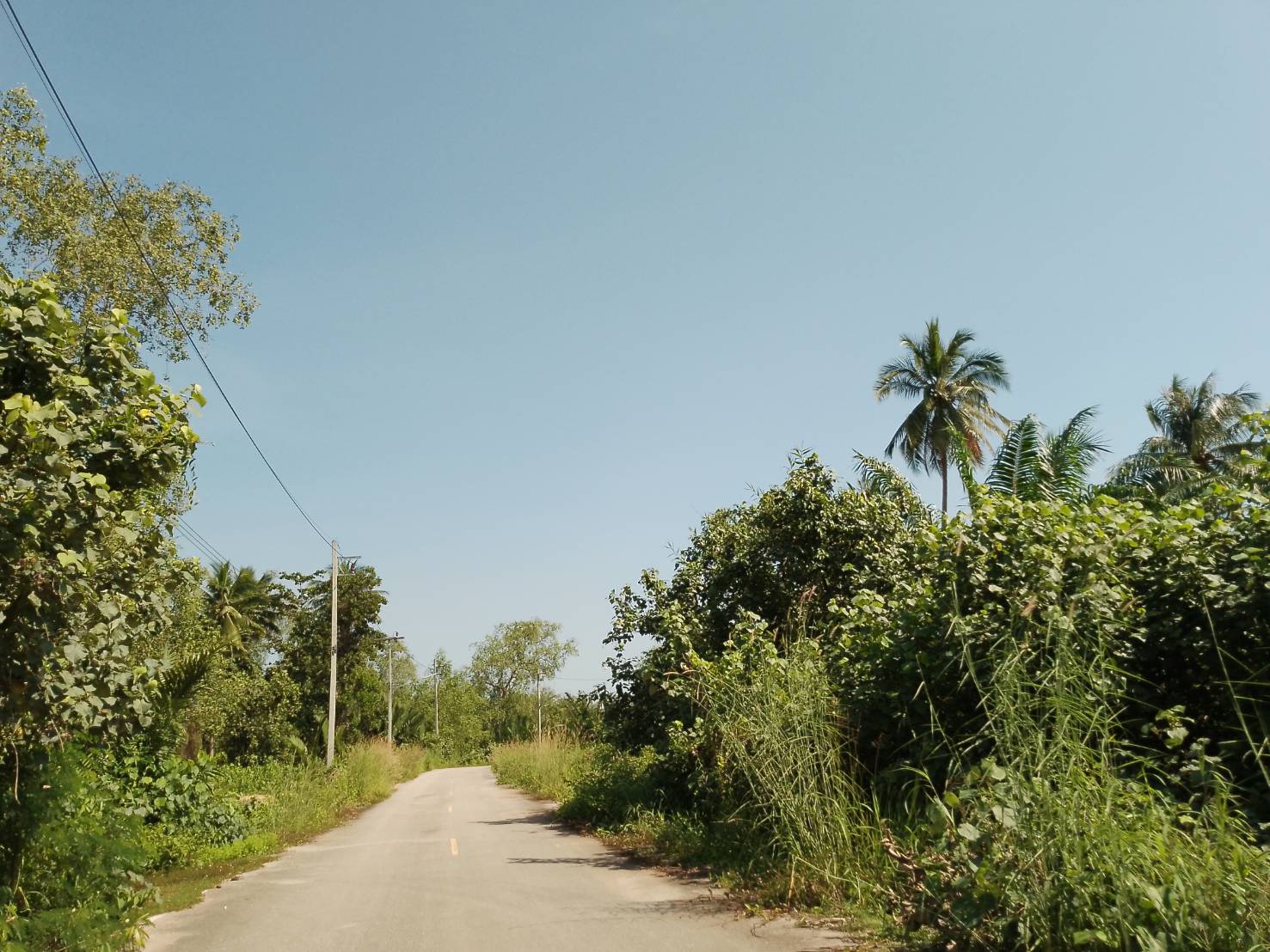 ขายที่ดิน   ตำบลบางชนะ อำเภอเมือง  จังหวัดสุราษฎร์ธานี