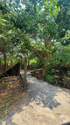 ขายที่ดินเปล่า 20ไร่ มีโฉนดที่ดินพร้อมโอน ติดถนนสาธารณประโยชน์หน้ากว้าง 100เมตร ติดคลองหนึ่งด้าน  ตำบลบ้านใหม่ อำเภอบางใหญ่ จังหวัดนนทบุรี 