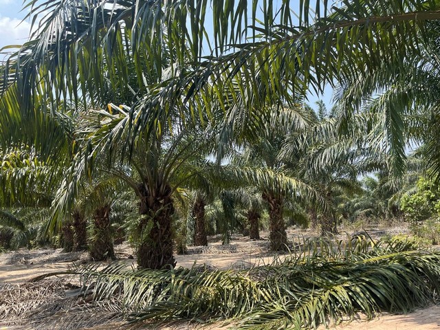 ขายที่ดินแปลงสวย 10 ไร่ ทำเลใกล้ชุมชน ตำบลห้วยใหญ่ อำเภอบางละมุม จังหวัดชลบุรี