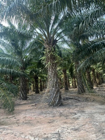 ขายที่ดินแปลงสวย 10 ไร่ ทำเลใกล้ชุมชน ตำบลห้วยใหญ่ อำเภอบางละมุม จังหวัดชลบุรี