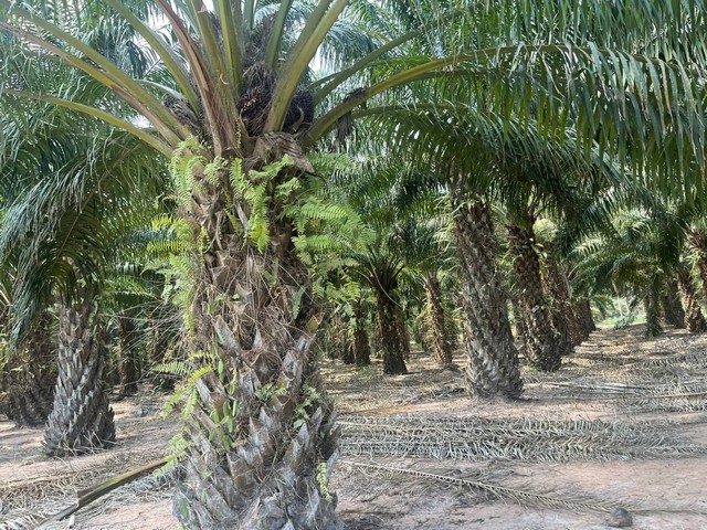 ขายที่ดินแปลงสวย 10 ไร่ ทำเลใกล้ชุมชน ตำบลห้วยใหญ่ อำเภอบางละมุม จังหวัดชลบุรี