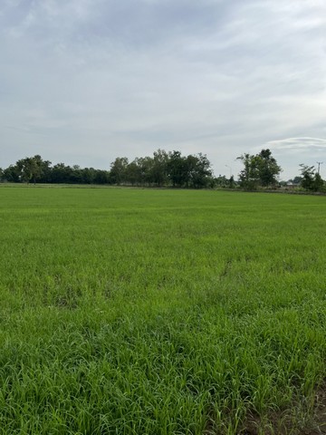 ขายที่ดินทำเลดี  19 ไร่ ตำบลทุ่งโพธิ์ อำเภอตะพานหิน จังหวัดพิจิตร
