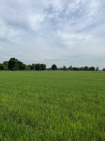 ที่ดินทำเลดีเยี่ยม อยู่ในแหล่งชุมชน