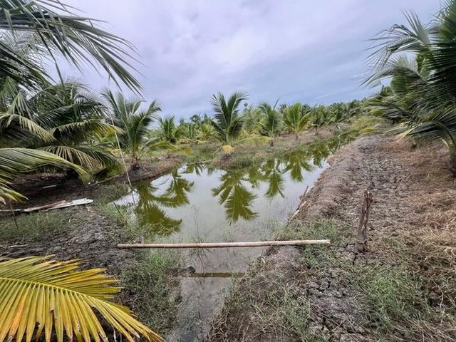 บ้านเดี๋ยว ขนาดใหญ่หลังหัวมุม ไซค์ใหญ่สุดในโครงการ 4 ห้องน้ำ 5 ห้องน้ำ 1 ห้องแม่บ้าน จอดรถในร่ม 3 คัน นนทบุรี