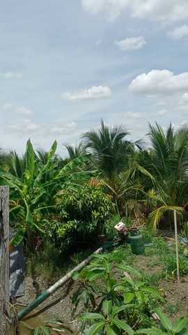 บ้านเดี๋ยว ขนาดใหญ่หลังหัวมุม ไซค์ใหญ่สุดในโครงการ 4 ห้องน้ำ 5 ห้องน้ำ 1 ห้องแม่บ้าน จอดรถในร่ม 3 คัน นนทบุรี