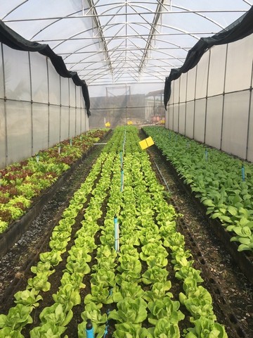 ขายที่ดิน 12ไร่ 1งาน พร้อมอยู่และพร้อมทำธุกิจเกษตร บ้านพักต่างอากาศ นครนายก  