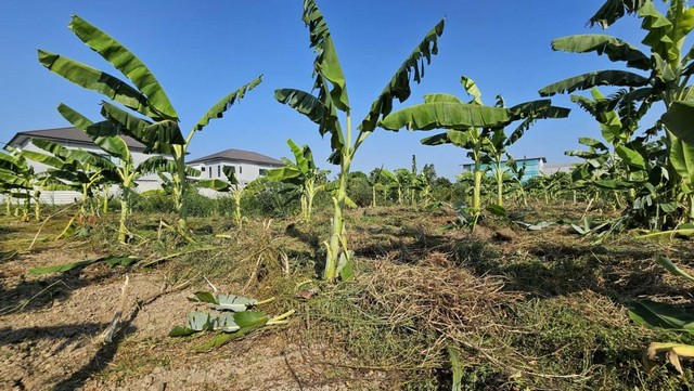 ขายที่ดิน1ไร่ ถมแล้ว รัตนาธิเบศร์-สะพานมหาเจษฎาบดินทร์ฯ นนทบุรี