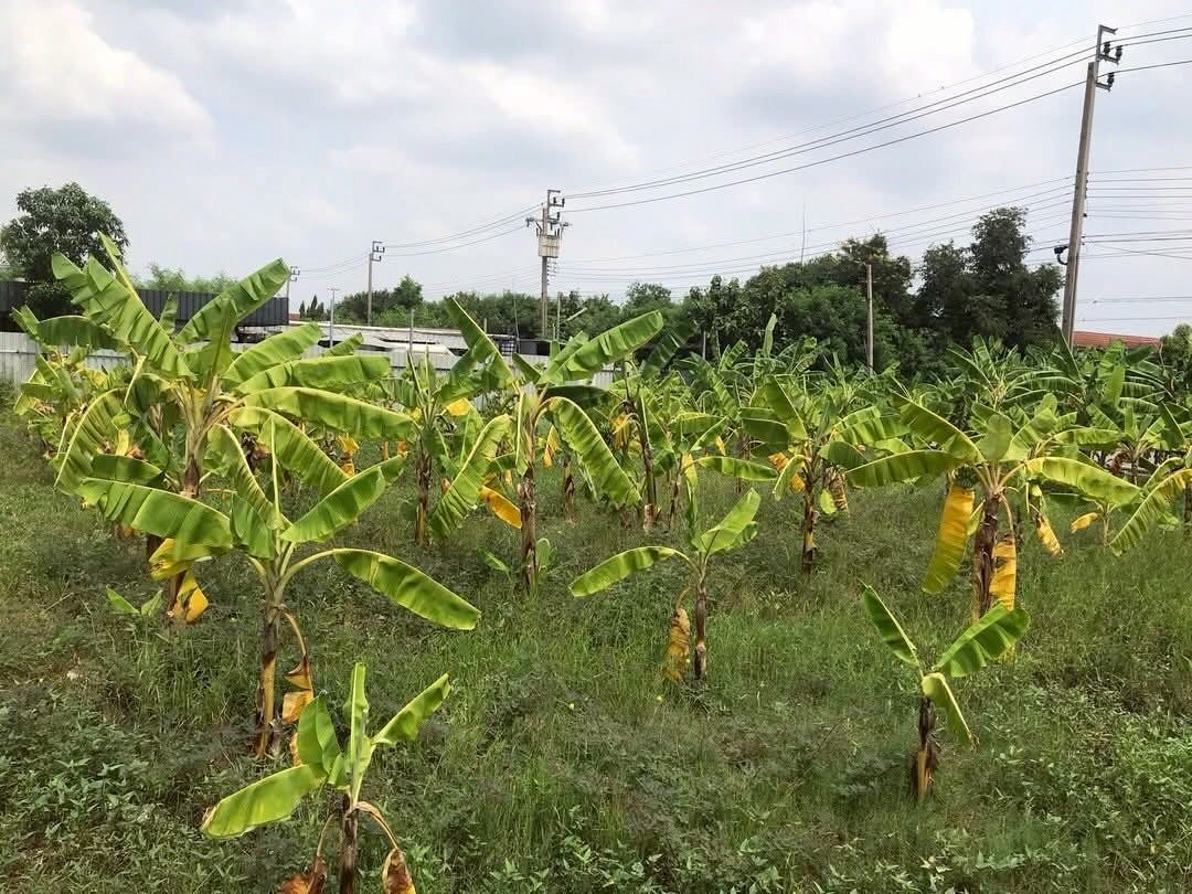 ขายราคาประเมิน ที่ดินซอยหมู่บ้านบัวทอง แลนด์ 255 ตารางวา ถมแล้ว ติดถนนสองด้าน อ.บางบัวทอง จ.นนทบุรี