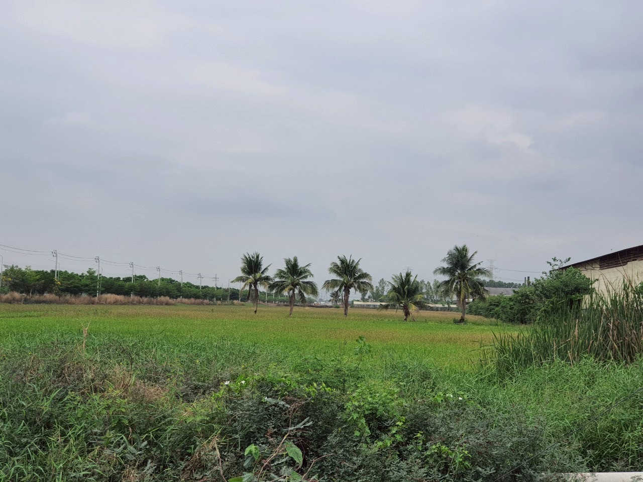 ขายถูก ที่ดินติดถนน 4 เลน เนื้อที่ 15-3-32 ไร่ ติดถนนปทุมธานี-บางเลน(346)ต.ขุนศรี อ.ไทรน้อย จ.นนทบุรี